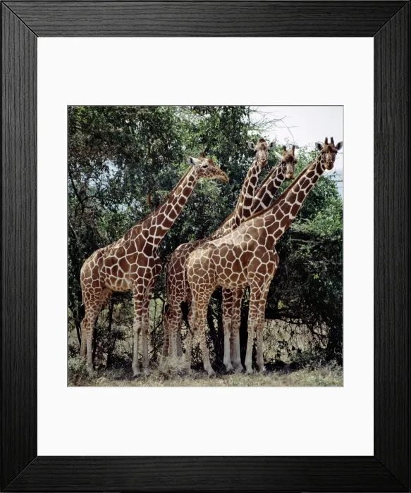 Framed Print : Kenya, Narok District, Masai Mara National Reserve Framed Print : Kenya, Narok District, Masai Mara National Reserve
