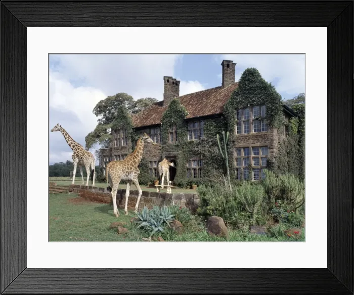 Framed Print : Rothschild giraffes at The Giraffe Manor on the outskirts of Nairobi Framed Print : Rothschild giraffes at The Giraffe Manor on the outskirts of Nairobi