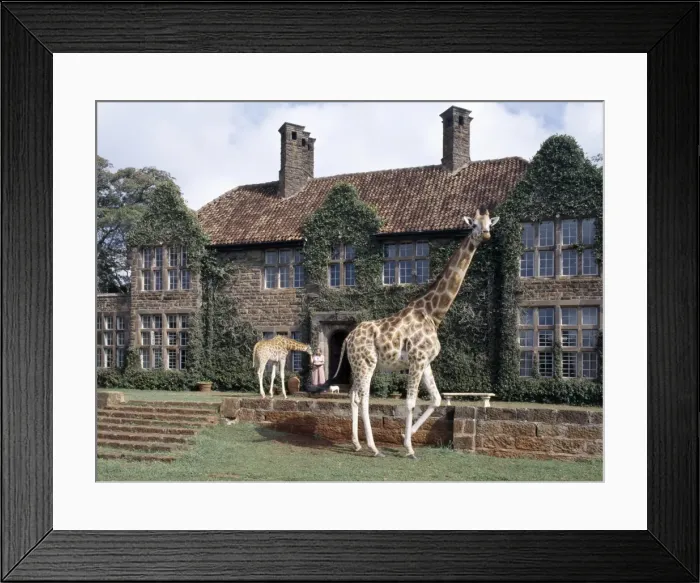Framed Print : Rothschild giraffes at The Giraffe Manor on the outskirts of Nairobi