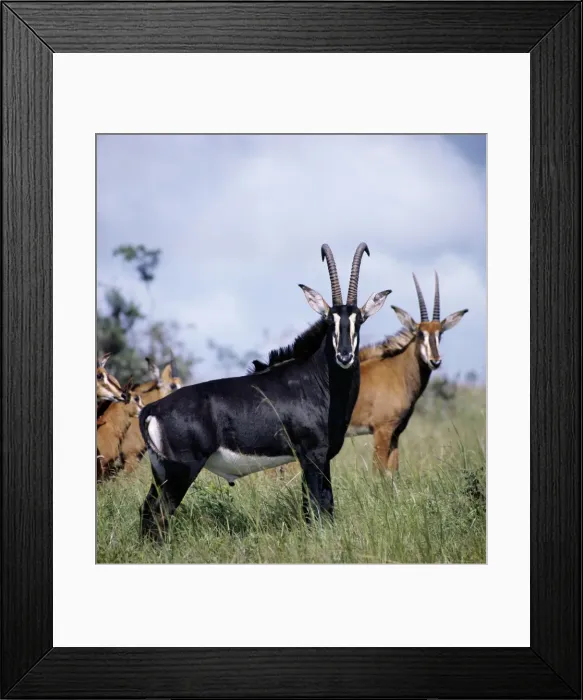 Framed Print : A magnificent Sable antelope bull with females