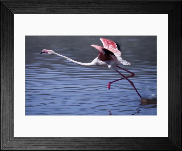 Framed Print : A greater flamingo takes off from the alkaline waters of Lake Bogoria