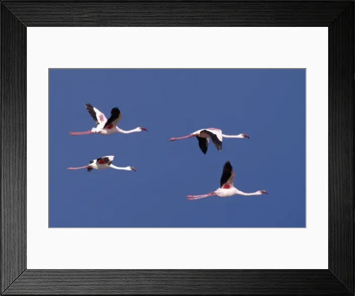 Framed Print : Greater flamingos in flight over Lake Turkana Framed Print : Greater flamingos in flight over Lake Turkana
