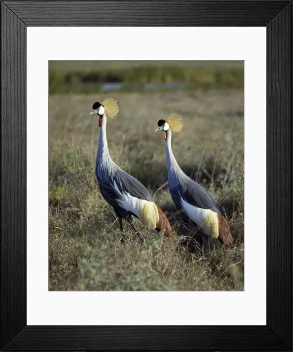 Framed Print : Two crowned cranes (Balearica regulorum) in Masai Mara Framed Print : Two crowned cranes (Balearica regulorum) in Masai Mara