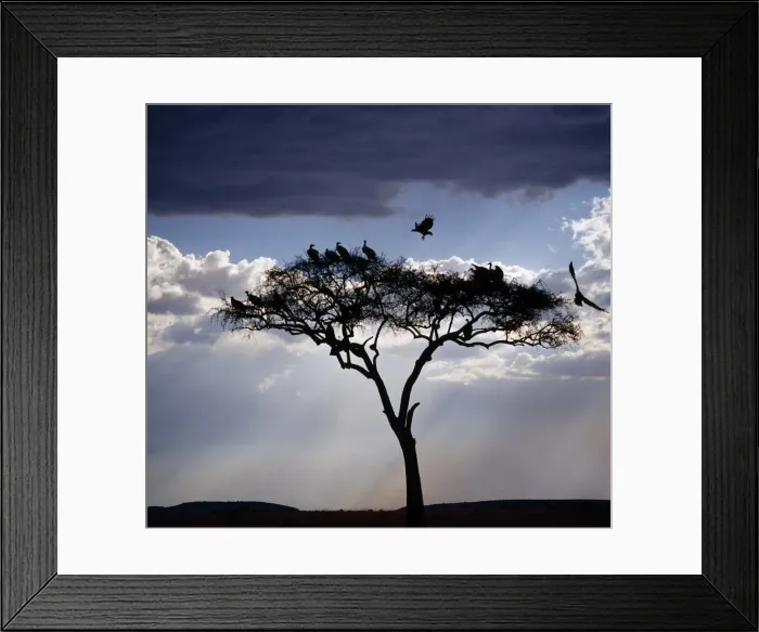 Framed Print : Vultures roost in an acacia tree shortly before dusk