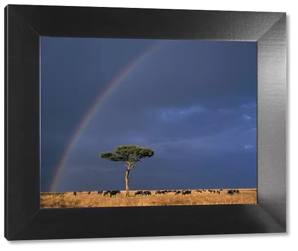 A rainbow in Masai Mara with white-bearded gnus