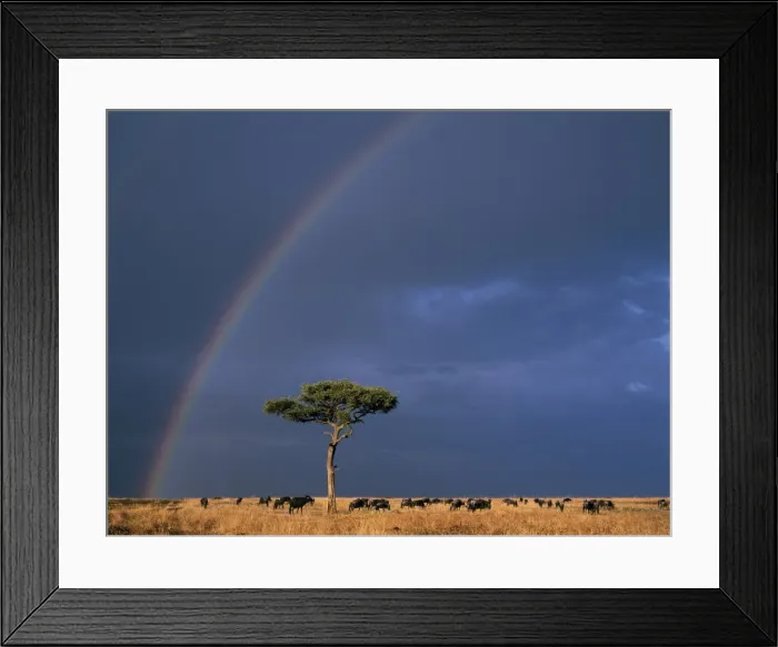 Framed Print : A rainbow in Masai Mara with white-bearded gnus Framed Print : A rainbow in Masai Mara with white-bearded gnus
