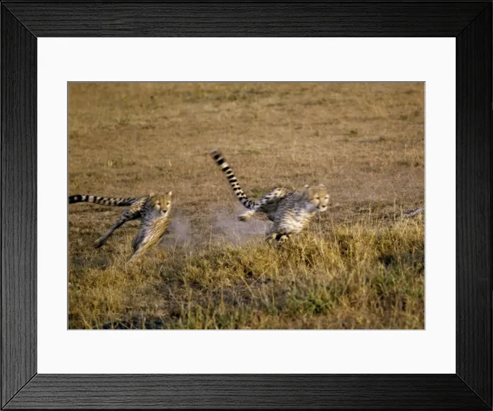 Framed Print : Two cheetahs sprint after their quarry Framed Print : Two cheetahs sprint after their quarry