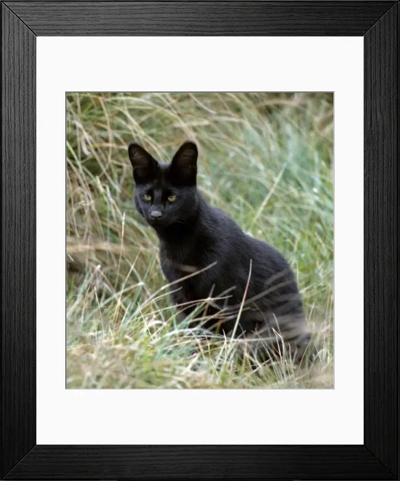 Framed Print : An all-black melanistic serval cat at 10 Framed Print : An all-black melanistic serval cat at 10