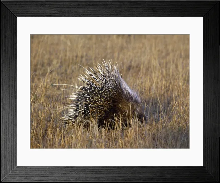 Framed Print : A porcupine in Masai Mara National Reserve Framed Print : A porcupine in Masai Mara National Reserve