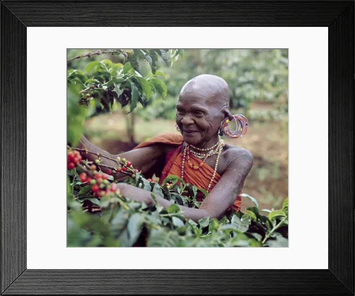Framed Print : An old Kikuyu lady picks coffee Taken in the 1960 s Framed Print : An old Kikuyu lady picks coffee Taken in the 1960 s