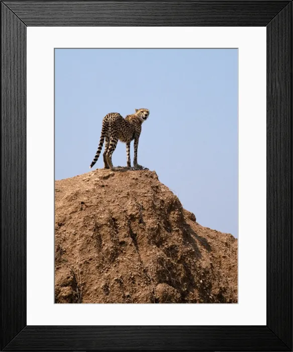 Framed Print : A cheetah surveys the countryside for a quarry from the top of an earth mound Framed Print : A cheetah surveys the countryside for a quarry from the top of an earth mound