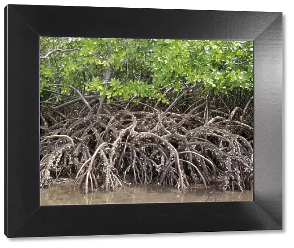 The exposed barnacle-encrusted roots of mangrove trees
