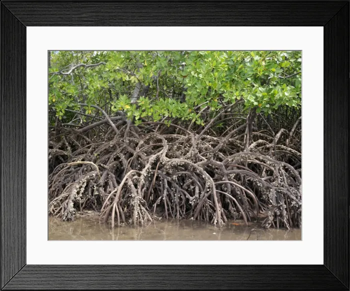 Framed Print : The exposed barnacle-encrusted roots of mangrove trees Framed Print : The exposed barnacle-encrusted roots of mangrove trees