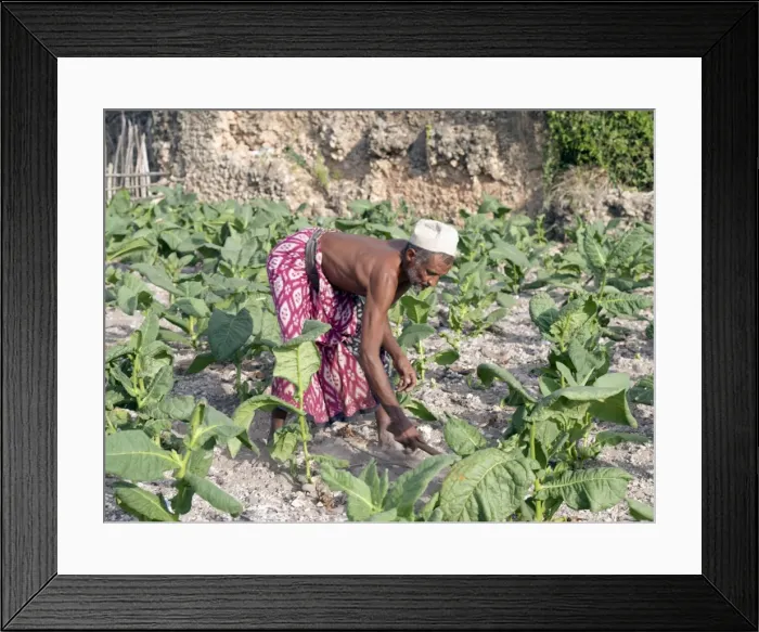 Framed Print : A Pate farmer tends his tobacco crop among the coral
