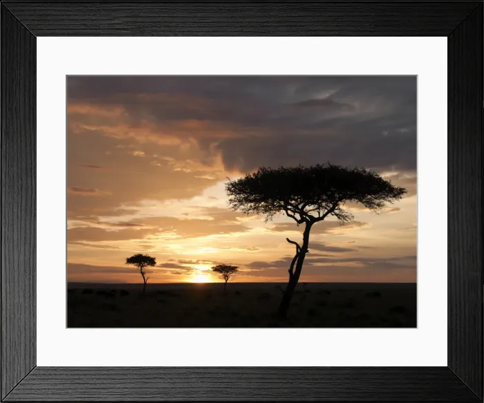 Framed Print : Balanites trees silhouetted against a setting sun in Framed Print : Balanites trees silhouetted against a setting sun in