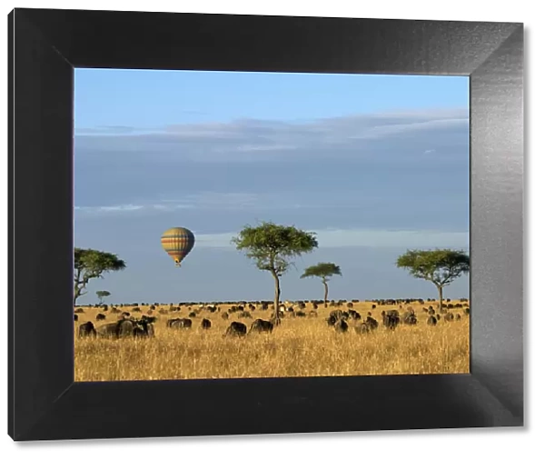 A hot air balloon floating over herds of wildebeest