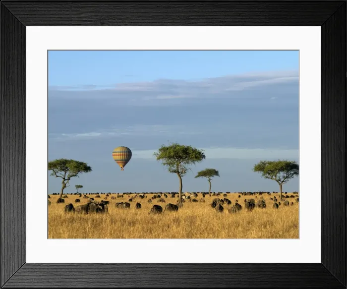 Framed Print : A hot air balloon floating over herds of wildebeest Framed Print : A hot air balloon floating over herds of wildebeest