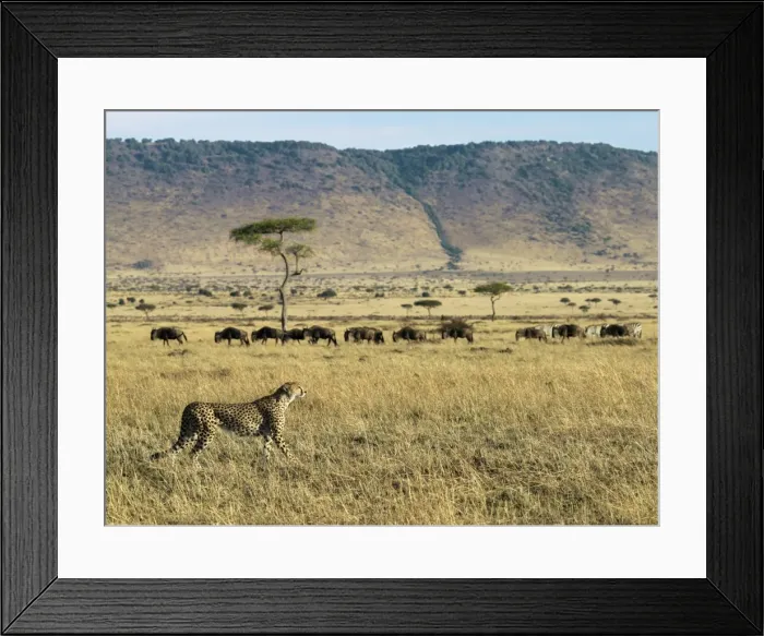 Framed Print : A cheetah ignores a line of wildebeest and zebra in Framed Print : A cheetah ignores a line of wildebeest and zebra in