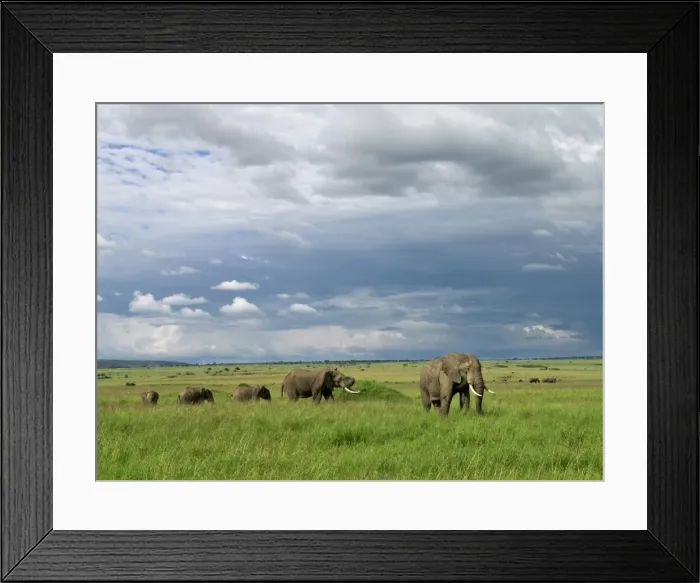 Framed Print : Elephants in Masai Mara Game Reserve Framed Print : Elephants in Masai Mara Game Reserve