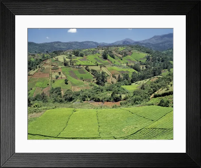 Framed Print : Tea gardens owned by Kikuyu smallholders near the Aberdare Mountains Framed Print : Tea gardens owned by Kikuyu smallholders near the Aberdare Mountains