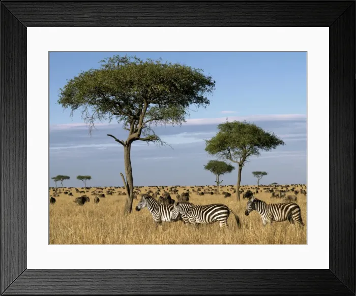 Framed Print : Tens of thousands of zebra and wildebeest graze Framed Print : Tens of thousands of zebra and wildebeest graze