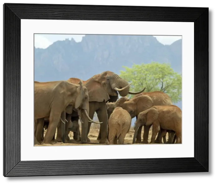 Framed Print : A herd of elephants drinking at a waterhole in Tsavo West National Park, Kenya Framed Print : A herd of elephants drinking at a waterhole in Tsavo West National Park, Kenya