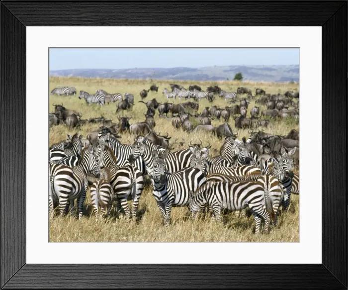 Framed Print : Large herds of wildebeest intermingle with Burchell s Framed Print : Large herds of wildebeest intermingle with Burchell s