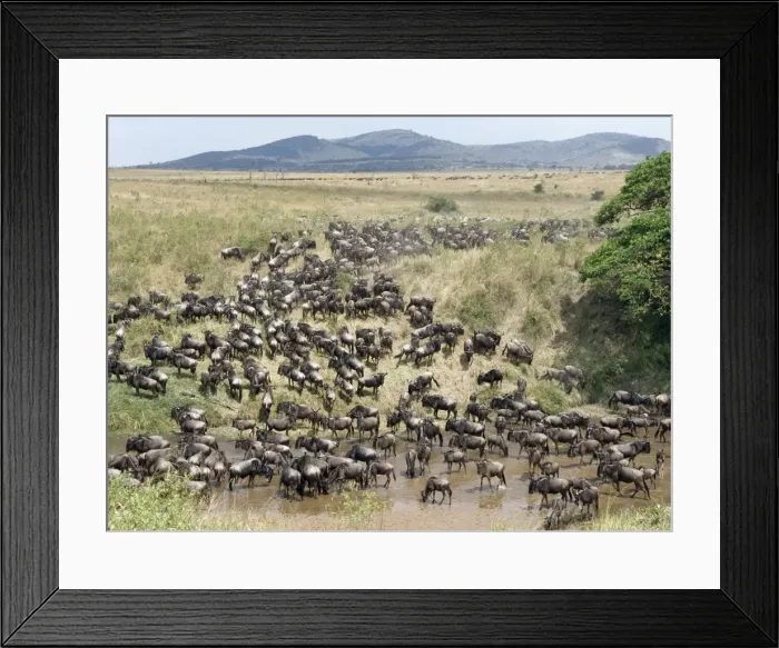 Framed Print : A large herd of Wildebeest and Burchells zebra Framed Print : A large herd of Wildebeest and Burchells zebra