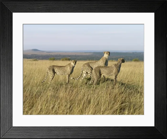 Framed Print : A family of three young cheetahs stand on a termite Framed Print : A family of three young cheetahs stand on a termite