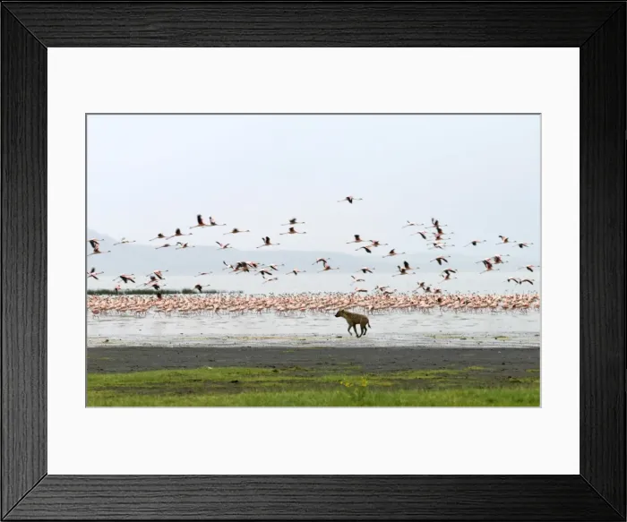 Framed Print : A spotted hyena chases lesser flamingos on the shoreline of Lake Nakuru, Kenya Framed Print : A spotted hyena chases lesser flamingos on the shoreline of Lake Nakuru, Kenya