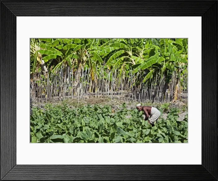 Framed Print : Kenya, Lamu archipelago, Pate Island Framed Print : Kenya, Lamu archipelago, Pate Island