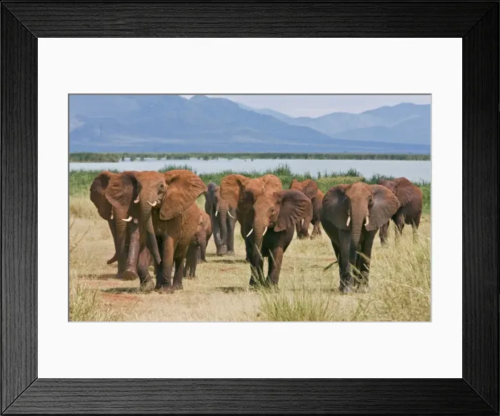 Framed Print : Kenya, Tsavo West National Park Framed Print : Kenya, Tsavo West National Park