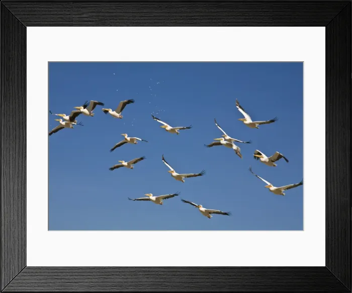 Framed Print : Kenya, Nakuru, Nakuru National Park Framed Print : Kenya, Nakuru, Nakuru National Park