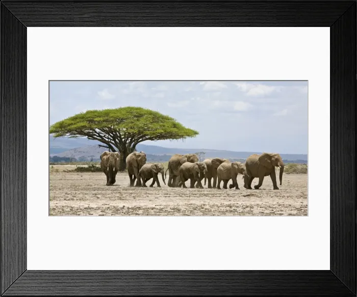 Framed Print : Kenya, Kajiado District, Amboseli National Park Framed Print : Kenya, Kajiado District, Amboseli National Park
