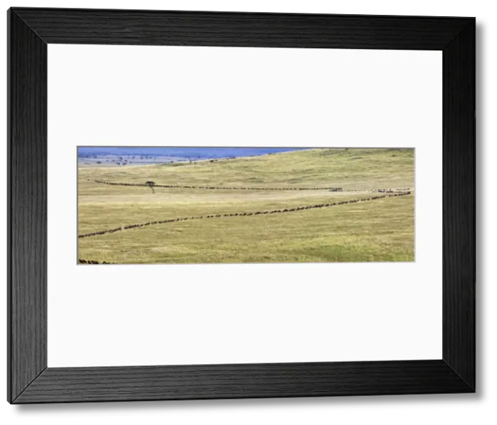 Framed Print : Kenya, Masai Mara, Narok District Framed Print : Kenya, Masai Mara, Narok District