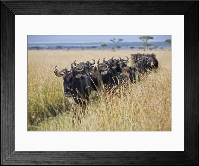 Framed Print : Kenya, Msai Mara, Narok district Framed Print : Kenya, Msai Mara, Narok district