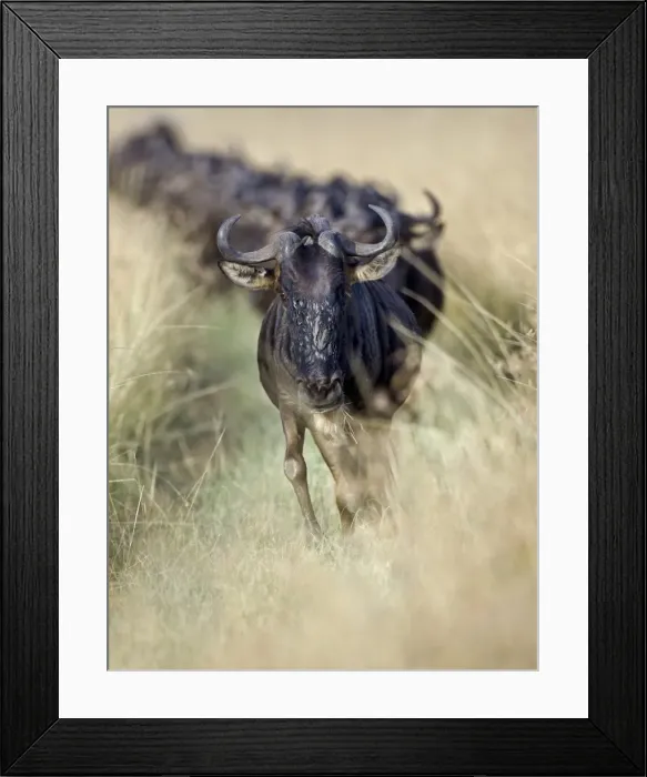 Framed Print : Kenya, Msai Mara, Narok district Framed Print : Kenya, Msai Mara, Narok district