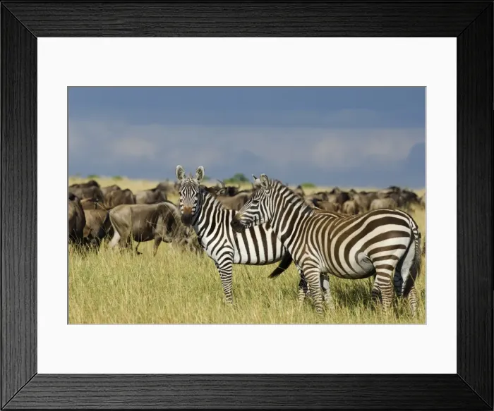 Framed Print : Kenya, Masai Mara National Reserve