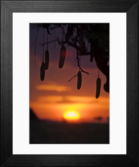 Framed Print : Kenya, Masai Mara National Reserve