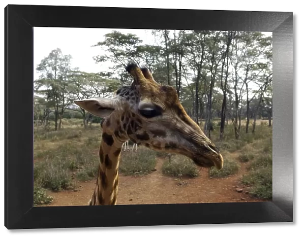 Kenya, Nairobi, Langata Giraffe Centre