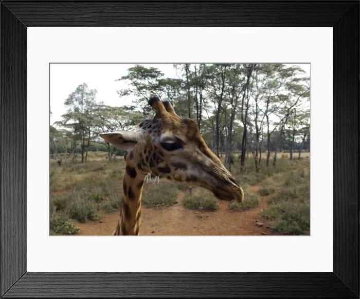 Framed Print : Kenya, Nairobi, Langata Giraffe Centre