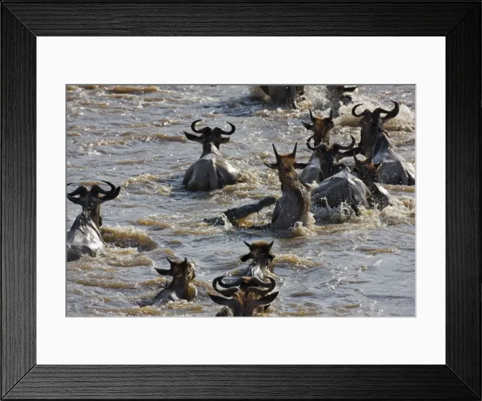 Framed Print : Kenya, Msai Mara, Narok district Framed Print : Kenya, Msai Mara, Narok district