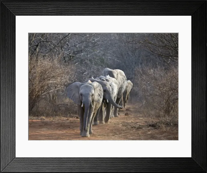 Framed Print : Kenya, Tsavo East, Ithumba Framed Print : Kenya, Tsavo East, Ithumba