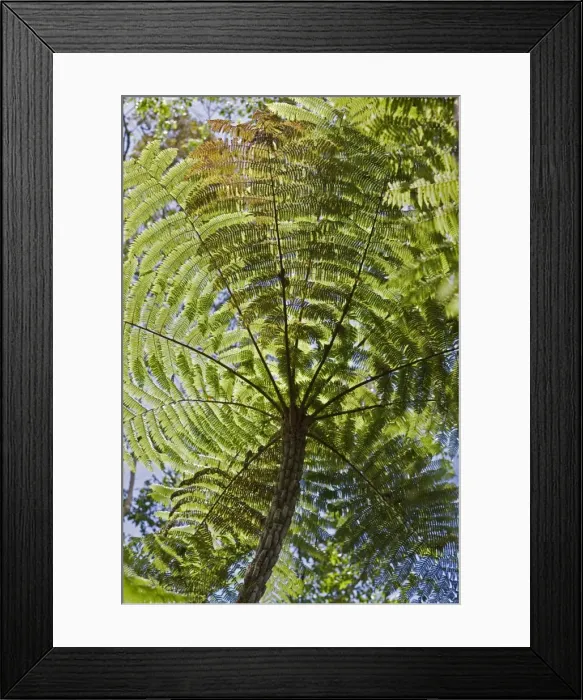 Framed Print : Kenya, Central Province, Gatamaiyu Forest Framed Print : Kenya, Central Province, Gatamaiyu Forest