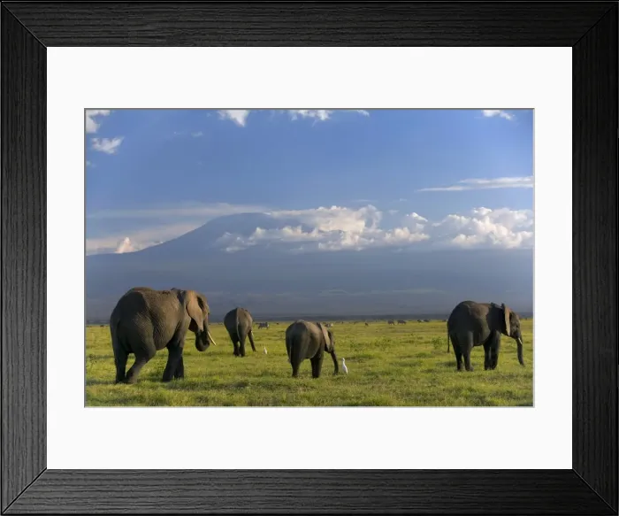 Framed Print : Elephant, Mt Framed Print : Elephant, Mt