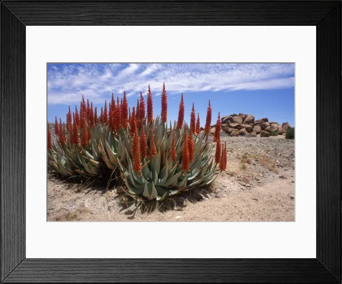 Framed Print : Brilliant red aloe Framed Print : Brilliant red aloe