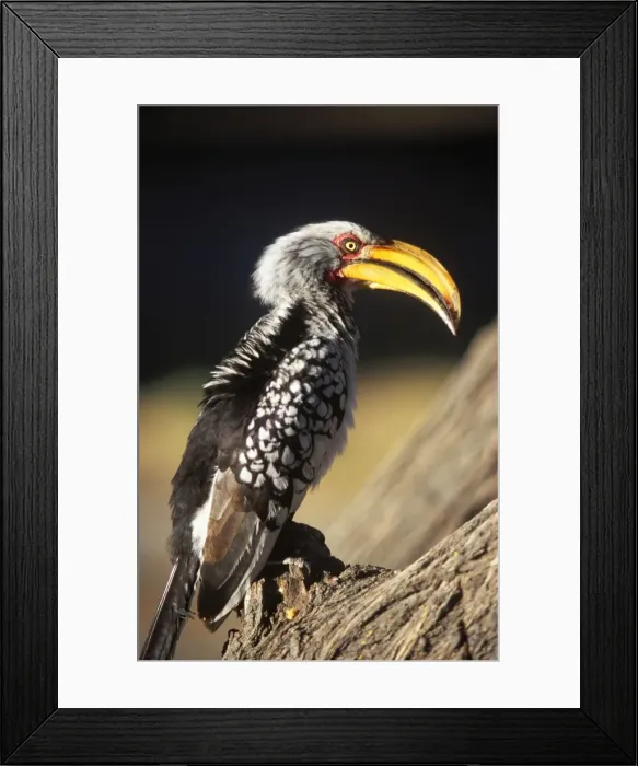 Framed Print : Southern Yellow Hornbill Framed Print : Southern Yellow Hornbill