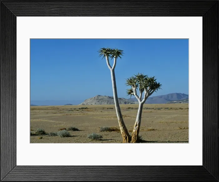 Framed Print : Quiver tree Framed Print : Quiver tree