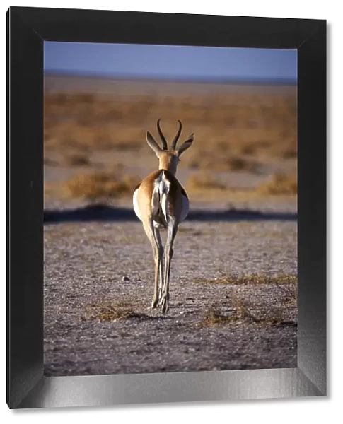 Rear view of gazelle walking away crossing
