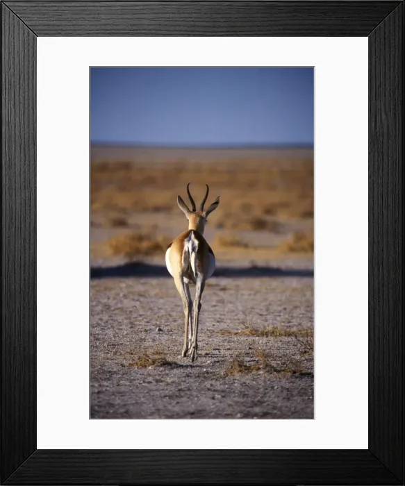 Framed Print : Rear view of gazelle walking away crossing Framed Print : Rear view of gazelle walking away crossing
